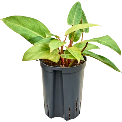 Painted lady Hydrocultuur - 35cm pot 15cm