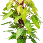 Painted lady Hydrocultuur - 125cm pot 22cm