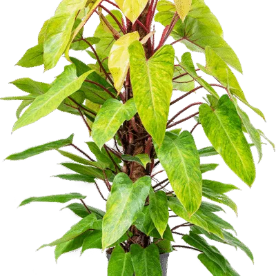 Painted lady Hydrocultuur - 125cm pot 22cm