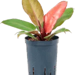 Prince of 'Orange' Hydrocultuur - 35cm pot 15cm