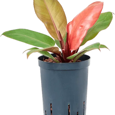 Prince of 'Orange' Hydrocultuur - 35cm pot 15cm