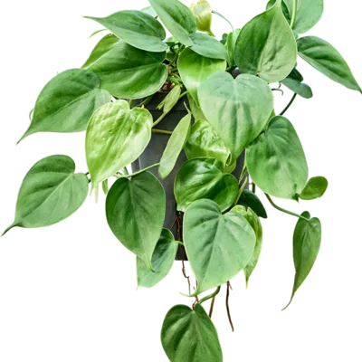 Philodendron scandens Hydrocultuur - 35