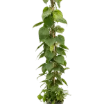 Philodendron scandens Hydrocultuur