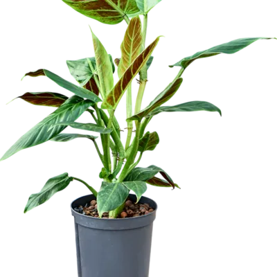 Philodendron - Toef Hydrocultuur - 40