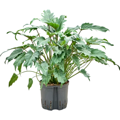 Philodendron Hydrocultuur - 65