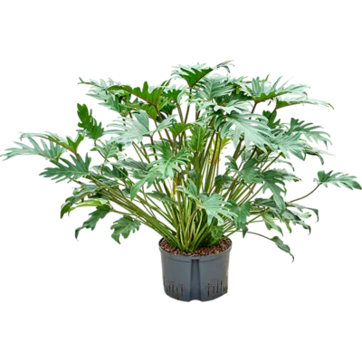 Philodendron Hydrocultuur - 70
