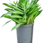 Song of ‘Jamaica’ Hydrocultuur
