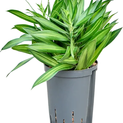 Song of 'Jamaica' Hydrocultuur - 40cm pot 15cm