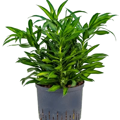 Song of 'Jamaica' Hydrocultuur - 65cm pot 25cm