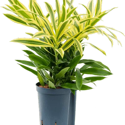 Song of 'Sri Lanka' Hydrocultuur - 40cm pot 15cm