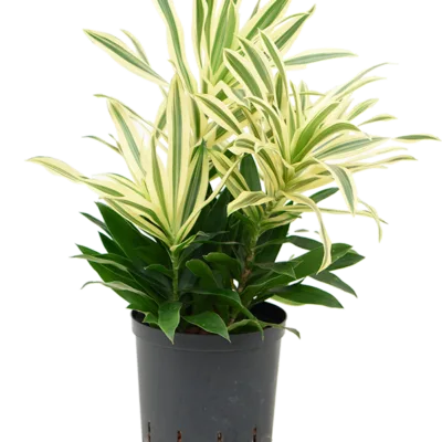 Song of 'Sri Lanka' Hydrocultuur - 50cm pot 18cm