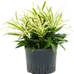 Song of 'Sri Lanka' Hydrocultuur - 55cm pot 25cm