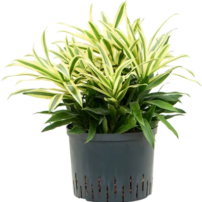 Song of 'Sri Lanka' Hydrocultuur - 55cm pot 25cm