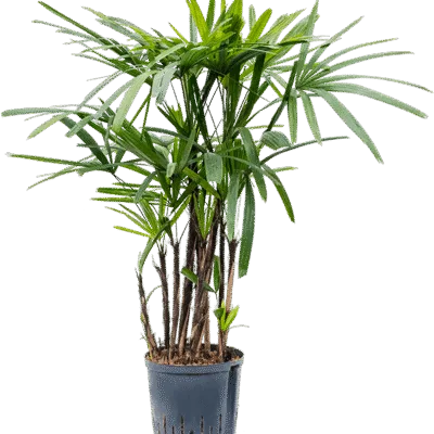 Rhapis excelsa - Toef Hydrocultuur - 90
