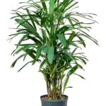 Rhapis excelsa - Toef Hydrocultuur