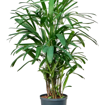 Rhapis excelsa - Toef Hydrocultuur - 90