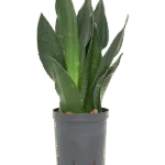 Sansevieria trifasciata 'Black Diamond' Hydrocultuur - 40cm pot 15cm