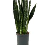 Sansevieria trifasciata 'Black Coral' - Toef Hydrocultuur
