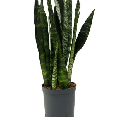 Sansevieria trifasciata 'Black Coral' - Toef Hydrocultuur - 55