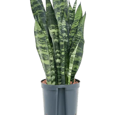 Sansevieria trifasciata 'Black Coral' - Toef Hydrocultuur - 45
