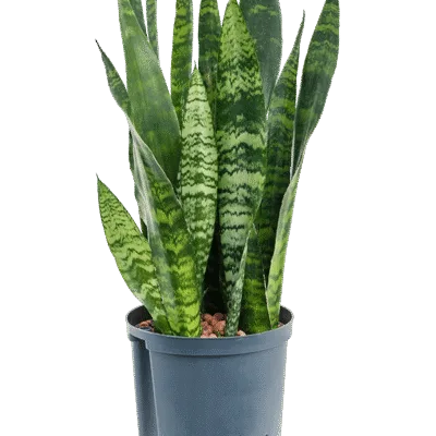 Sansevieria trifasciata 'Black Coral' - Toef Hydrocultuur - 65