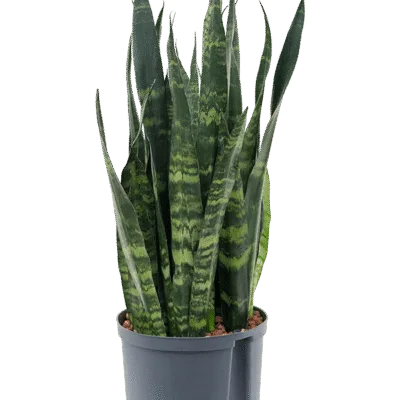 Sansevieria trifasciata 'Black Coral' - Toef Hydrocultuur - 65