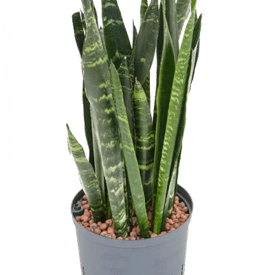 Sansevieria trifasciata 'Black Coral' - Toef Hydrocultuur - 80