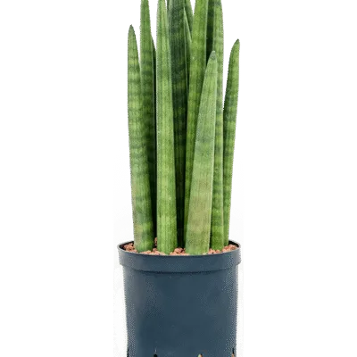 Sansevieria cylindrica - Toef Hydrocultuur - 50