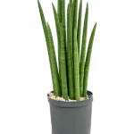 Sansevieria cylindrica 'Tower' - Toef Hydrocultuur