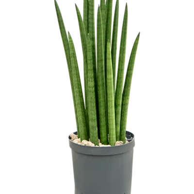 Sansevieria cylindrica 'Tower' - Toef Hydrocultuur - 50