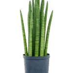 Sansevieria cylindrica - Toef Hydrocultuur