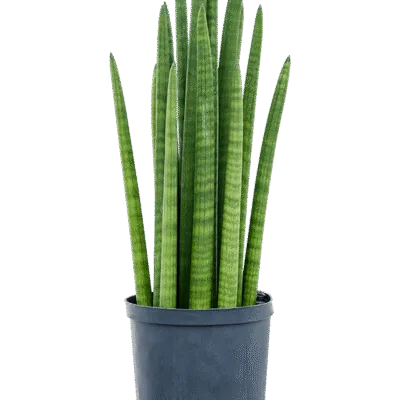 Sansevieria cylindrica - Toef Hydrocultuur - 60