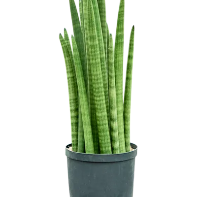 Sansevieria cylindrica - Toef Hydrocultuur - 60