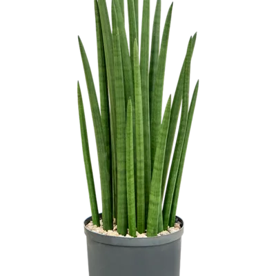 Sansevieria cylindrica 'Tower' - Toef Hydrocultuur - 70