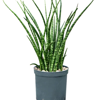 Sansevieria kirkii 'Fernwood' - Toef Hydrocultuur - 45