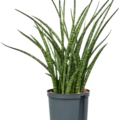 Sansevieria kirkii 'Fernwood' - Toef Hydrocultuur - 60