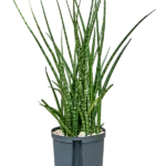 Sansevieria kirkii 'Fernwood' - Toef Hydrocultuur