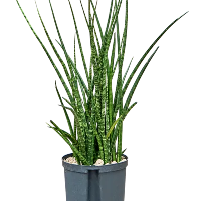 Sansevieria kirkii 'Fernwood' - Toef Hydrocultuur - 60