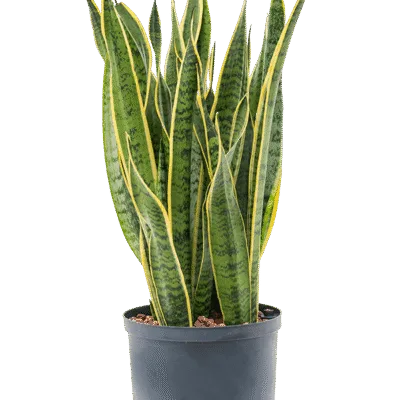 Sansevieria trifasciata 'Laurentii' - Toef Hydrocultuur - 65