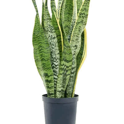 Sansevieria trifasciata 'Laurentii' - Toef Hydrocultuur - 60