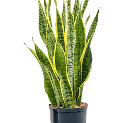 Sansevieria trifasciata 'Laurentii' - Toef Hydrocultuur - 80