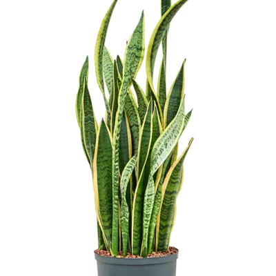 Sansevieria trifasciata 'Laurentii' - Toef Hydrocultuur - 80