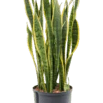 Sansevieria trifasciata 'Laurentii' - Toef Hydrocultuur