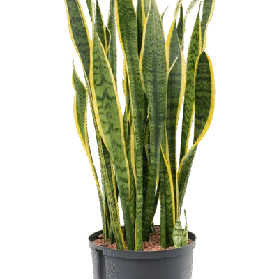 Sansevieria trifasciata 'Laurentii' - Toef Hydrocultuur - 90
