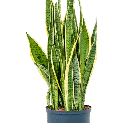 Sansevieria trifasciata 'Laurentii' - Toef Hydrocultuur - 95