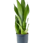 Sansevieria trifasciata 'Moonshine' - Toef Hydrocultuur