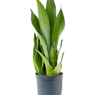 Sansevieria trifasciata 'Moonshine' - Toef Hydrocultuur - 45