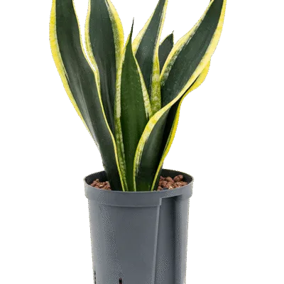 Sansevieria trifasciata 'Super Flame' - Toef Hydrocultuur - 50