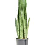 Sansevieria trifasciata 'Silver Mist' - Toef Hydrocultuur
