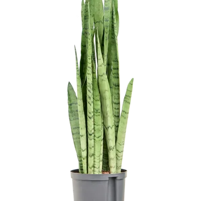Sansevieria trifasciata 'Silver Mist' - Toef Hydrocultuur - 75